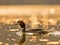 Great Crested Grebe in the glow of the setting sun on the water