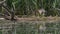 Great crested grebe is hatching an egg in the swamp