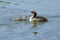 great crested grebe with its chick