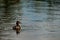 Great Crested Grebe on Lake