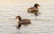 Great crested grebe pair on beautiful water surface of lake