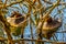 Great crested grebe pair sleeping among dense branches on lake