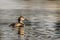 Great Crested Grebe - Podiceps cristatus