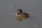 Great crested grebe, Podiceps cristatus