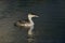 Great-crested grebe, Podiceps cristatus