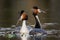 Great Crested Grebe (Podiceps cristatus)