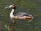 Great Crested Grebe - Podiceps cristatus