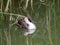 Great crested grebe, Podiceps cristatus, adult  resting in reed at water side, Netherlands