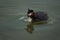 Great crested grebe Podiceps cristatus Beautiful Portrait Lake