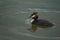 Great crested grebe Podiceps cristatus Beautiful Portrait Lake