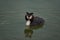 Great crested grebe Podiceps cristatus Beautiful Portrait Lake