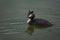 Great crested grebe Podiceps cristatus Beautiful Portrait Lake