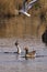 Great Crested Grebe Podiceps cristatus fights with a black-headed gull and a greylag goose watches them both.