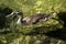 Great crested grebe Podiceps cristatus; immature individual on Lake Garda