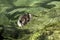 Great crested grebe Podiceps cristatus; immature individual on Lake Garda