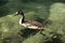 Great crested grebe Podiceps cristatus; immature individual on Lake Garda