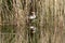 Great crested grebe Podiceps cristatus incubating eggs and sitting on nest hidden amongst marshland reeds