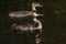 A Great crested Grebe, Podiceps cristatus, and its cute baby are swimming on a fast flowing river. They have been diving under the
