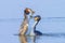 Great crested grebe Podiceps cristatus mating during Springtime