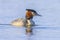 Great crested grebe Podiceps cristatus mating during Springtime