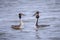 Great crested grebe Podiceps cristatus mating during Springtime