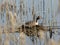 The Great Crested Grebe Podiceps cristatus is a member of the Podicipedidae family, nests in the lake, reeds in the foreground