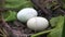 Great Crested Grebe (podiceps cristatus) nest on lake water