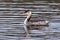 Great Crested Grebe - Podiceps cristatus in winter plumage late December.