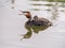 Great crested grebe, Podiceps cristatus, young carried on back of adult, Netherlands