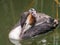 Great crested grebe, Podiceps cristatus, young carried on back of adult, Netherlands