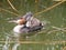 Great crested grebe, Podiceps cristatus, young carried on back of adult, Netherlands