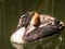 Great crested grebe, Podiceps cristatus, young carried on back of adult, Netherlands