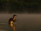 Great Crested Grebe preparing for flight