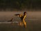 Great Crested Grebe preparing for flight