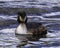 Great Crested Grebe  Scientific name Podiceps