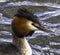 Great Crested Grebe  Scientific name Podiceps