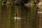 Great crested grebe searching for its partner