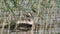 Great crested grebe on the shores of Lake Reed sits in a nest. Podiceps cristatus