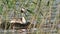 Great crested grebe on the shores of Lake Reed sits in a nest. Podiceps cristatus