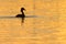 Great Crested Grebe silhouette on golden water