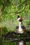 Great Crested Grebe sitting on nest