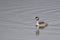 Great Crested Grebe on the Somerset Levels