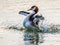 Great crested grebe splashing in the water
