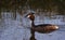 Great crested Grebe swimming