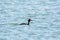 The great crested grebe swimming