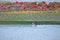 Great Crested Grebe swimming in the lake