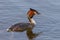 Great crested grebe swimming in lake