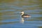 Great crested grebe swimming on the lake Issyk-Kul