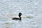 The great crested grebe swimming in the Ptuj lake