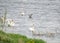 Great crested grebe swimming among several mute swans in the river